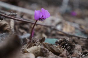 Erstes Frühlingserwachen Erstes Frühlingserwachen