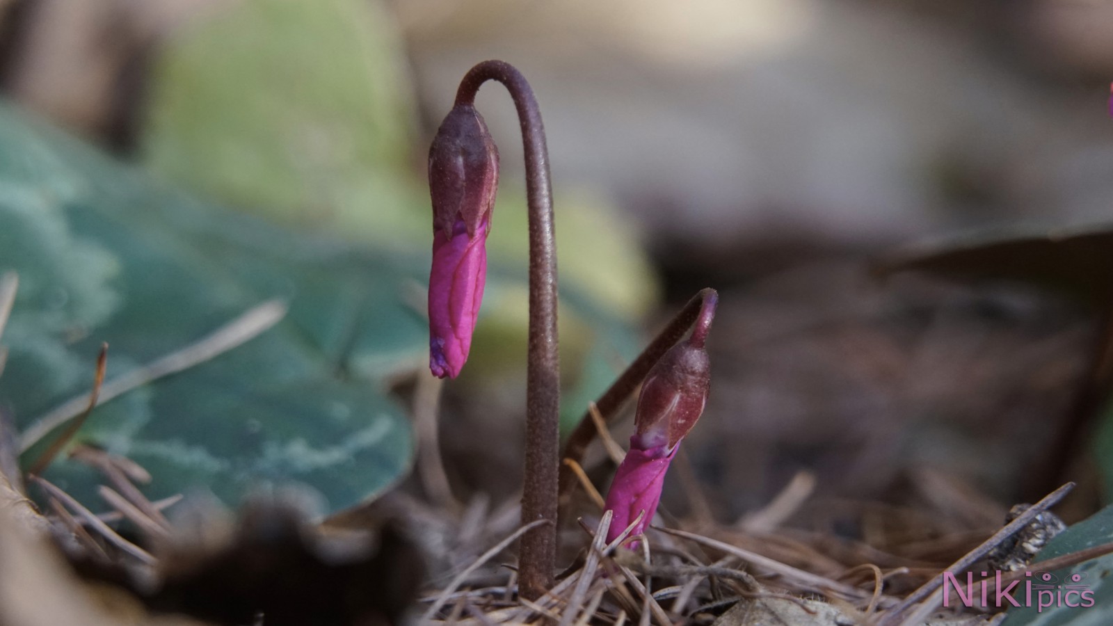 Erwachen der Alpenveilchen Erwachen der Alpenveilchen