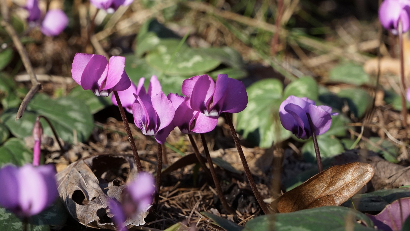 Europäische Alpenveilchen Europäische Alpenveilchen