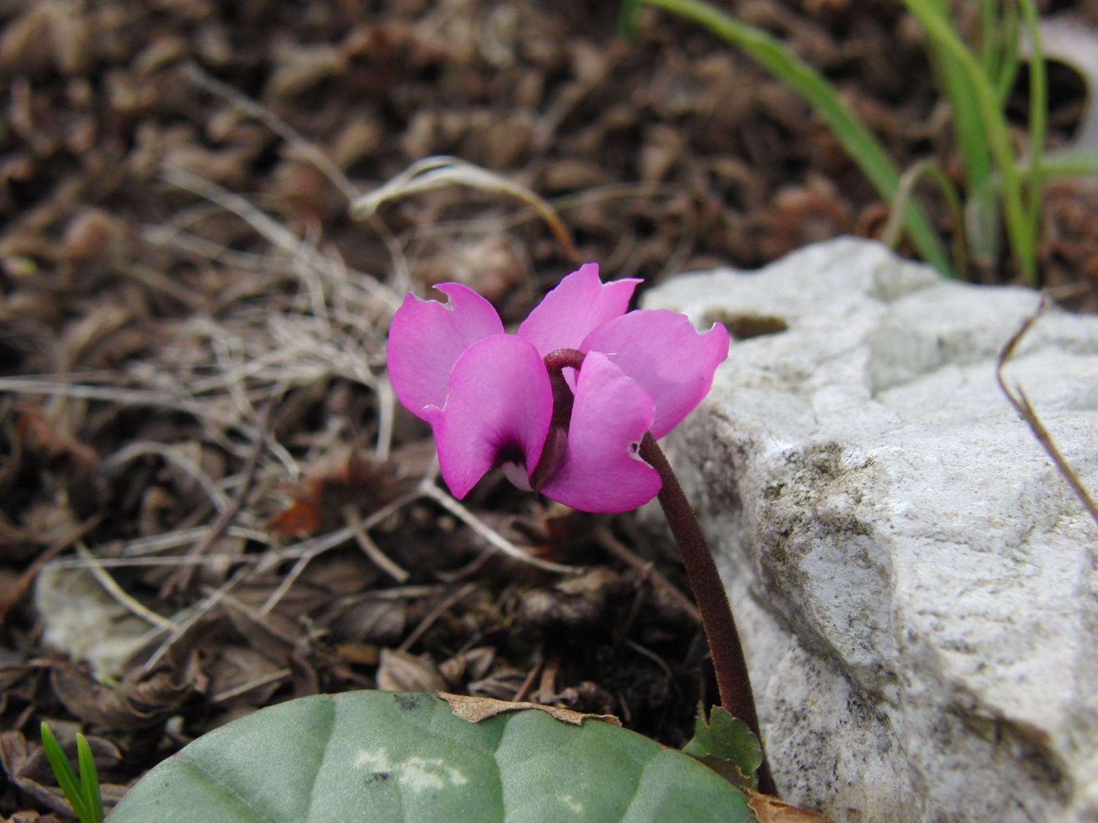 Wildes Alpenveilchen 3 Wildes Alpenveilchen 3