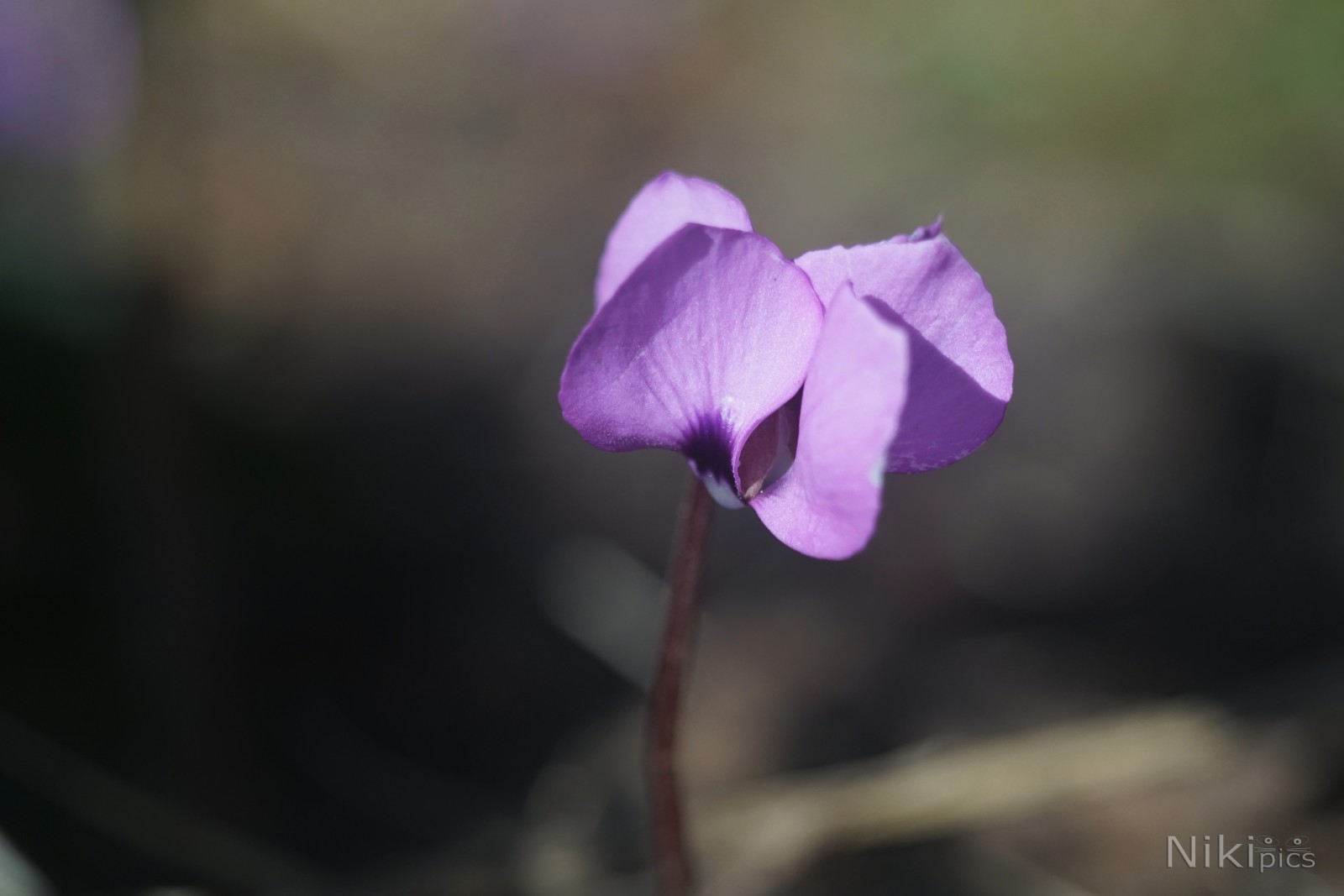 Farbe im Unterholz  Farbe im Unterholz