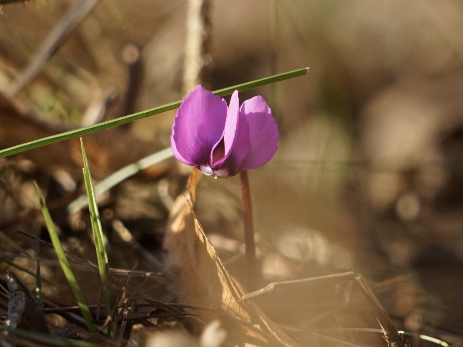 Farbklecks im Unterholz Farbklecks im Unterholz