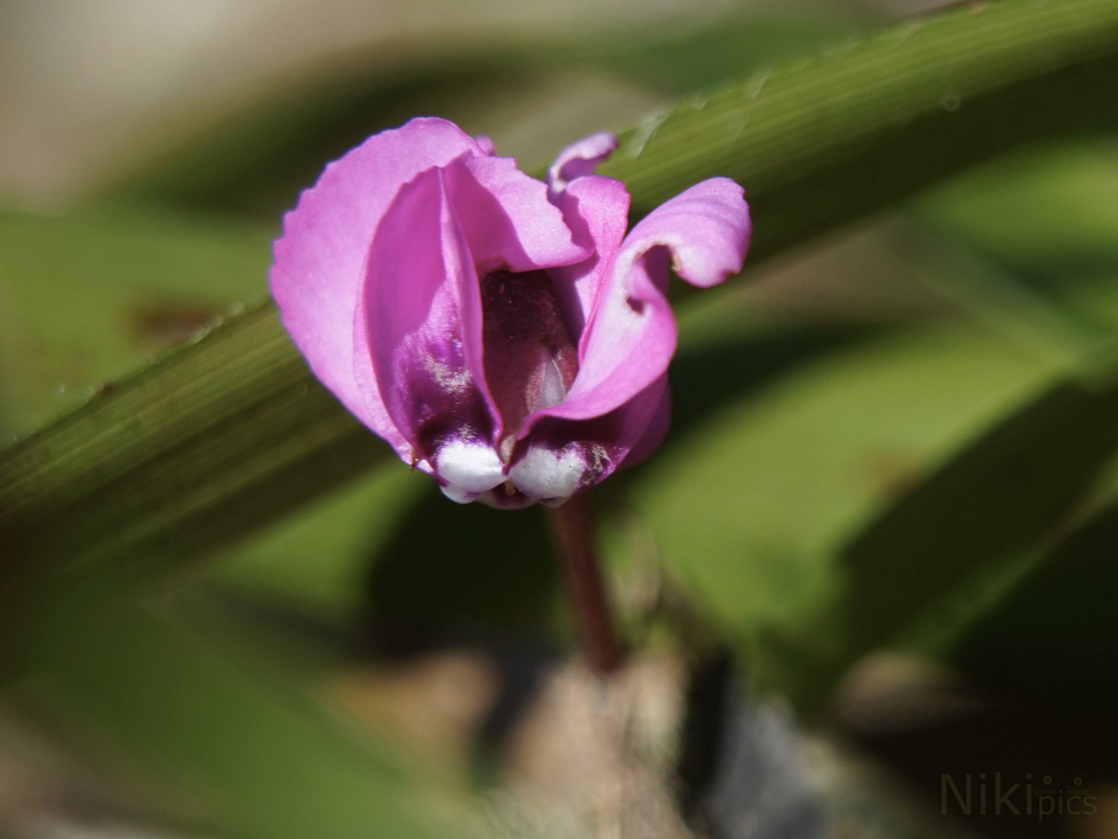 Franzi die Freche Franzi die Freche