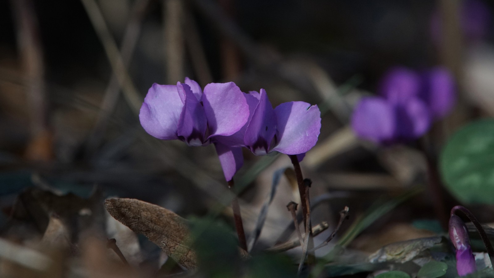 Frühblüher Alpenveilchen Frühblüher Alpenveilchen