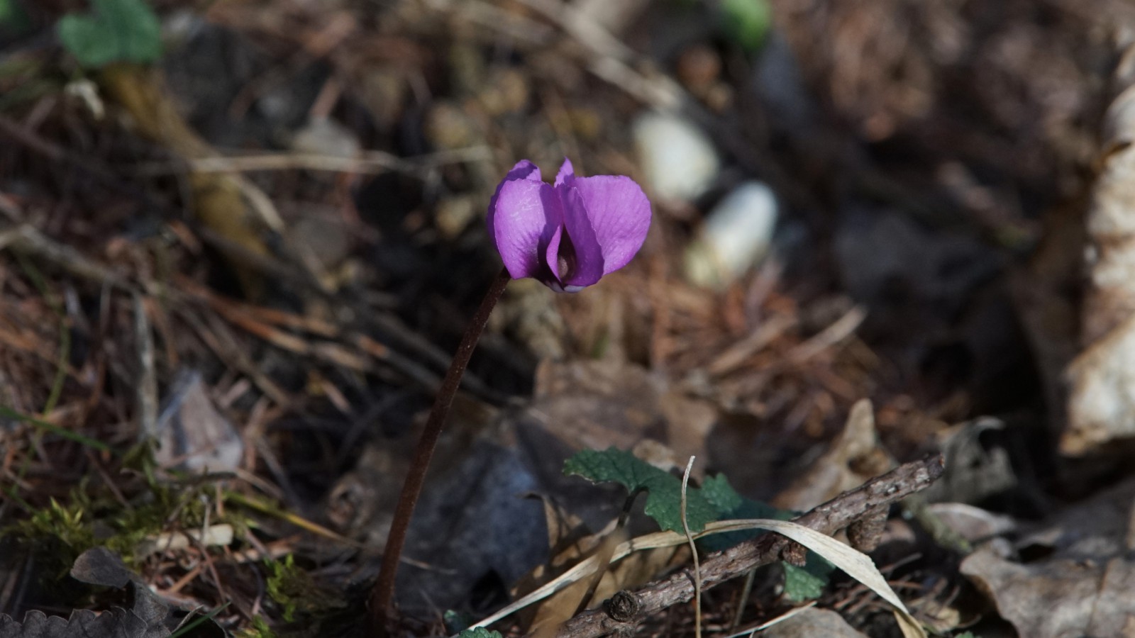 Frühlingsbote Alpenveilchen Frühlingsbote Alpenveilchen