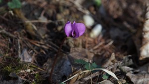 Frühlingsbote Alpenveilchen Frühlingsbote Alpenveilchen