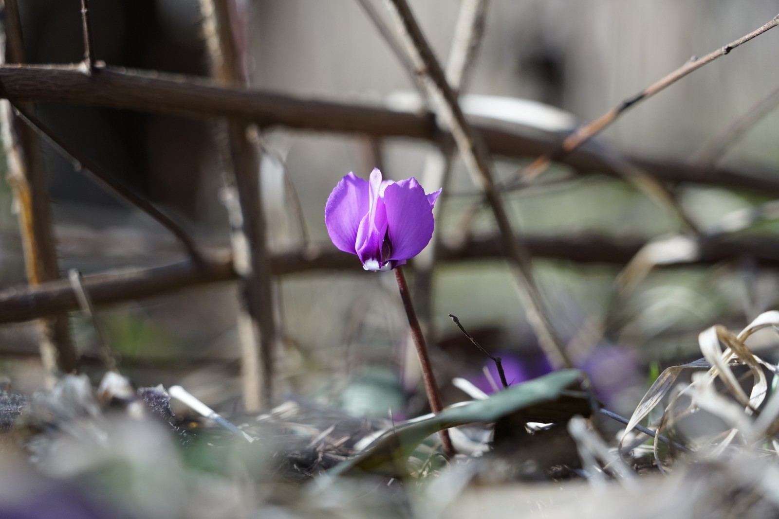 Frühlingsbotin im Unterholz Frühlingsbotin im Unterholz