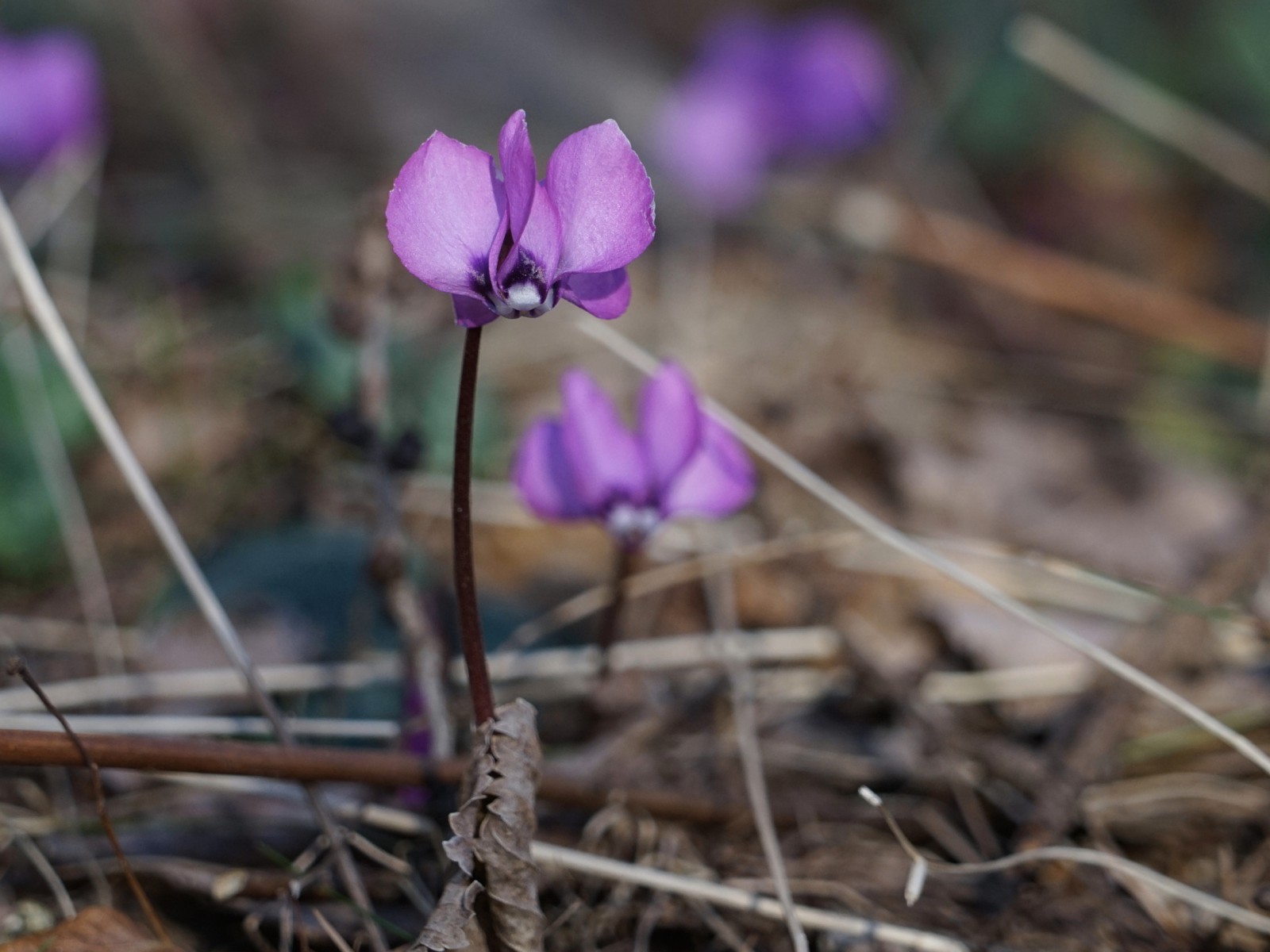Frühlingsfarben im Unterholz Frühlingsfarben im Unterholz