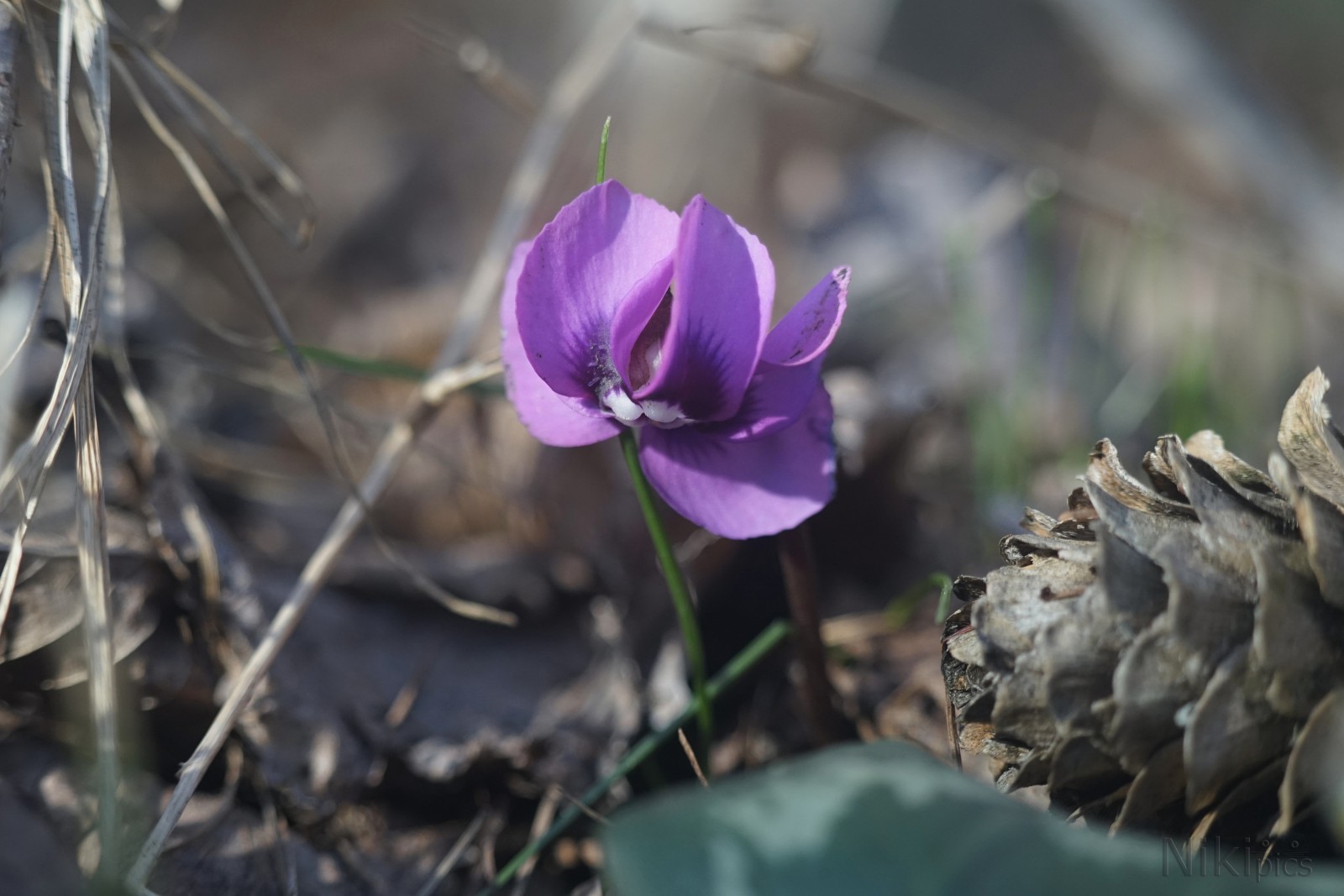 Frühlingsgrüße aus dem Unterholz Frühlingsgrüße aus dem Unterholz