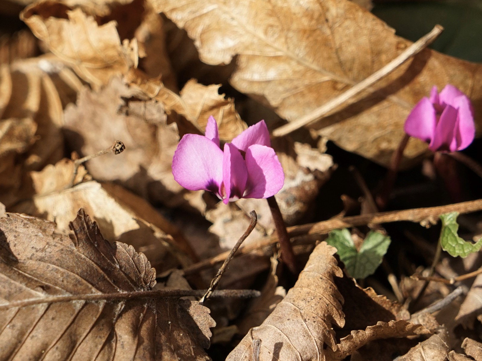 Frühlingsshow vom Alphenveilchen Frühlingsshow vom Alphenveilchen