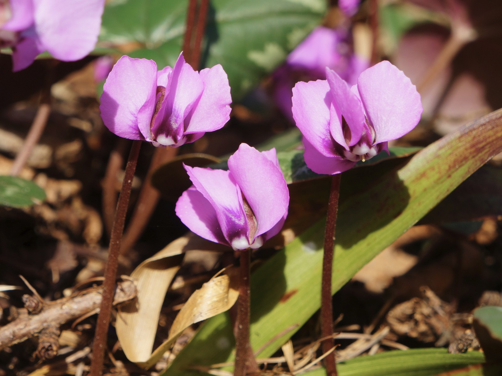 Gruppe wilder Aiphenveilchen Gruppe wilder Aiphenveilchen