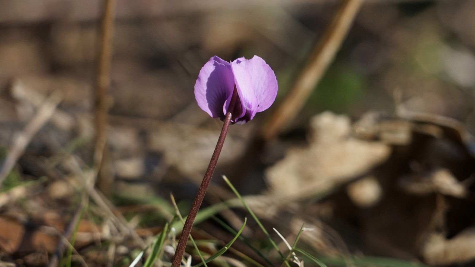 Hüpsches wides Alpenveilchen Hüpsches wides Alpenveilchen