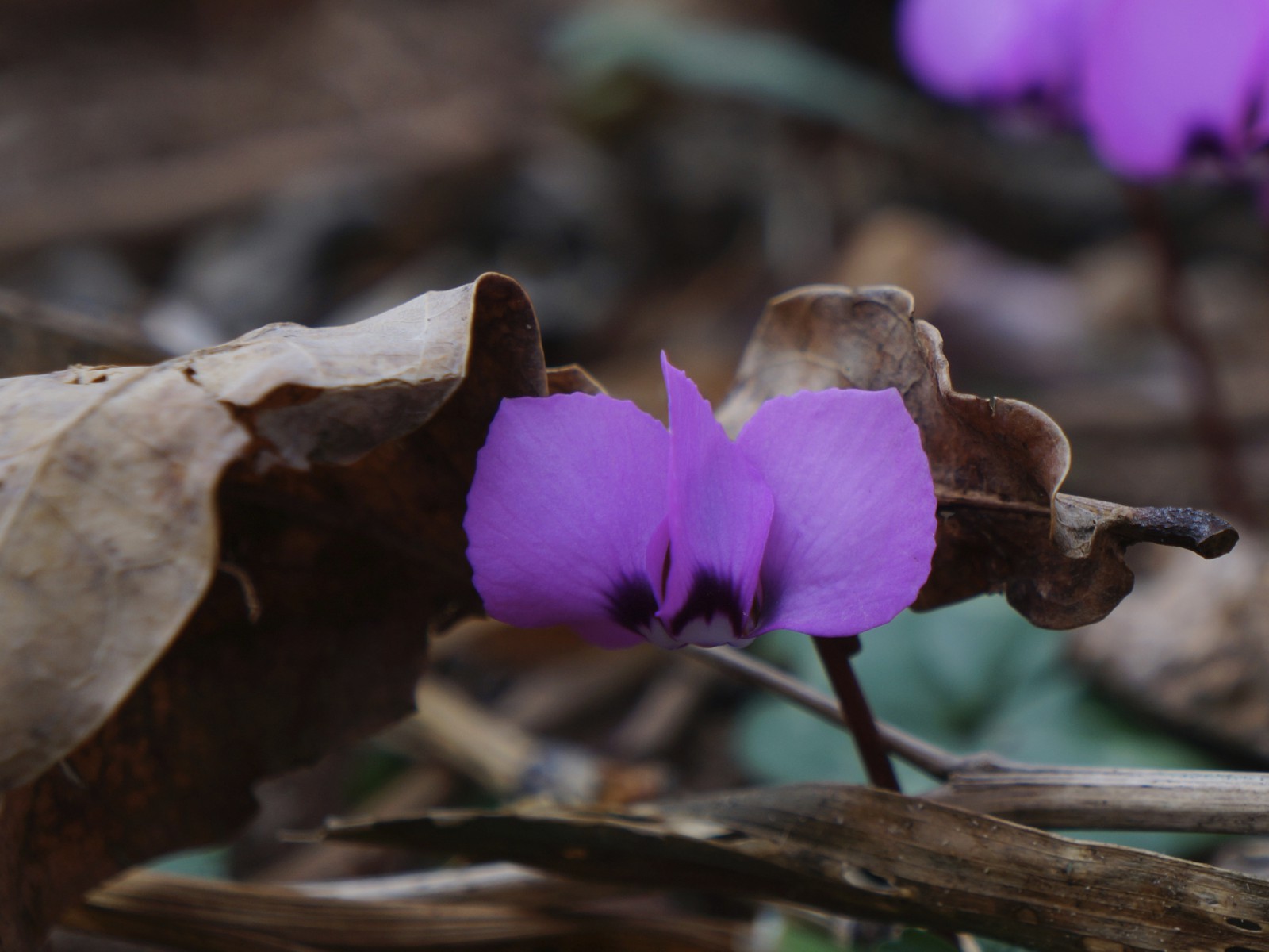 Ich trau mich schon mal raus Ich trau mich schon mal raus