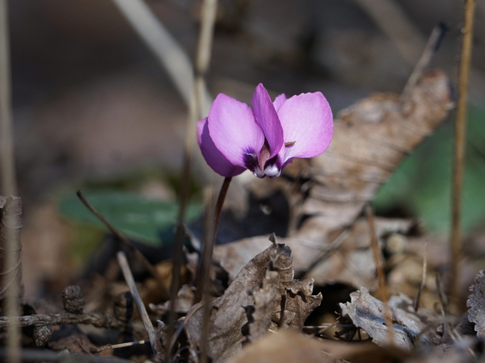 Im Unterholz kommen sie schon raus Im Unterholz kommen sie schon raus