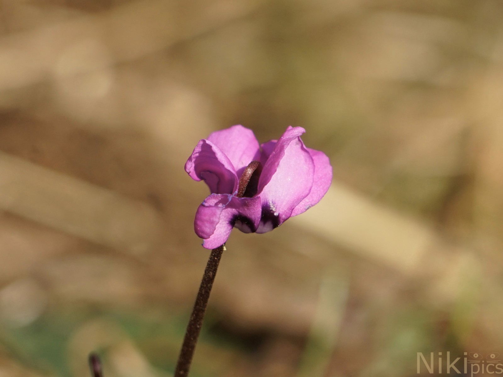 Kessi mit ihrem coolen Schulterblick Kessi mit ihrem coolen Schulterblick