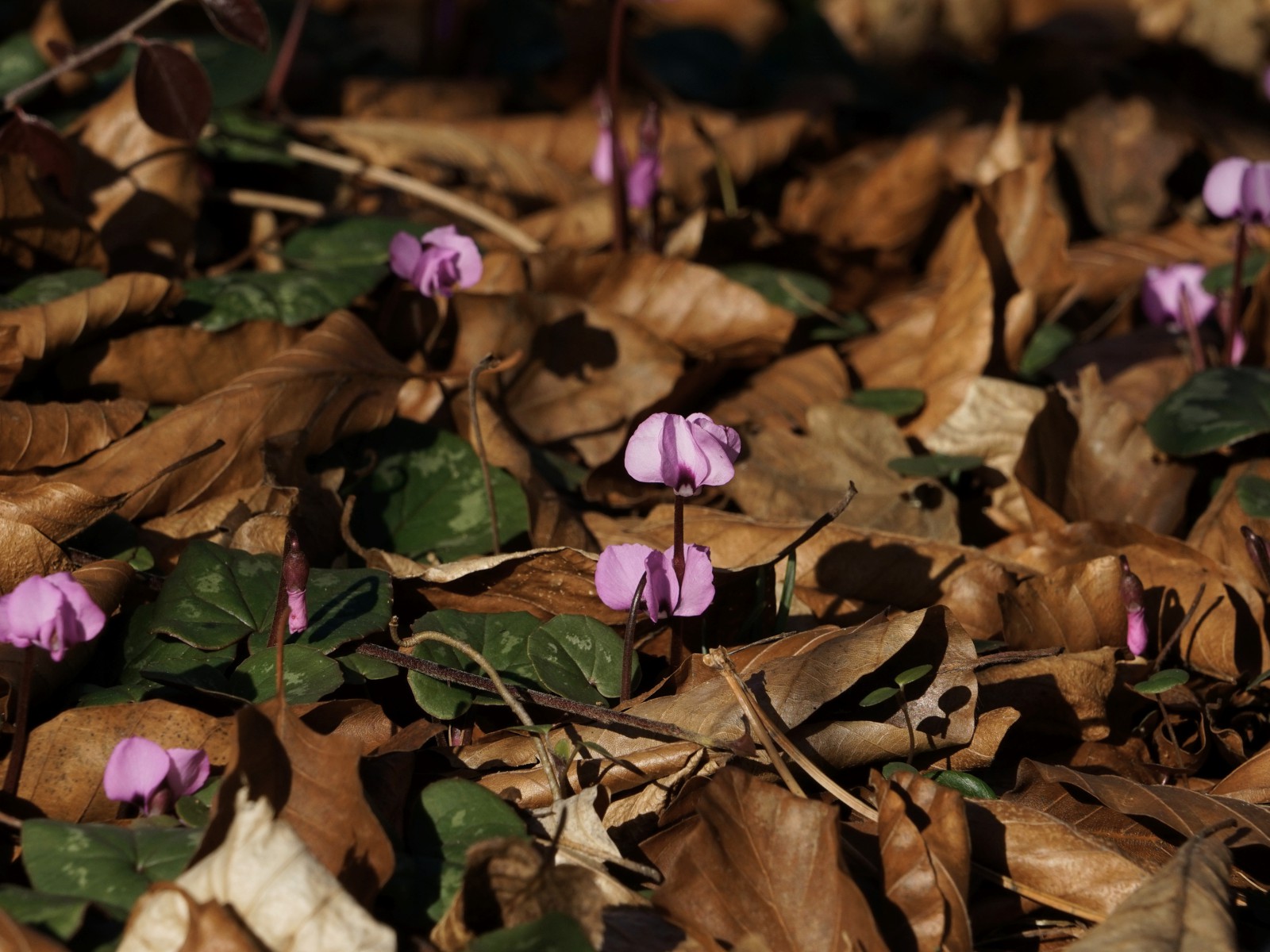Kleine Alpenveilchen  Kleine Alpenveilchen