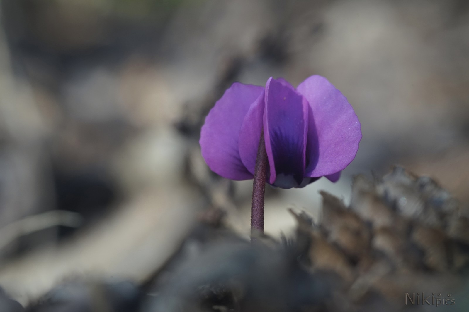 Kleine Frühlingsbotin  Kleine Frühlingsbotin