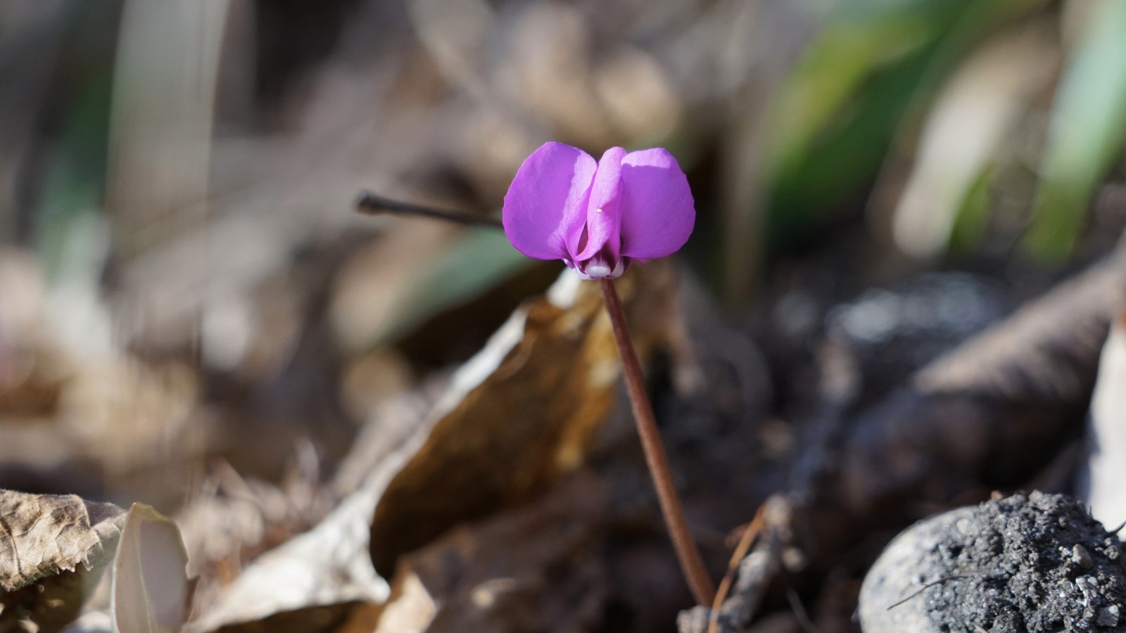 Kleines Alpenveilchen  Kleines Alpenveilchen