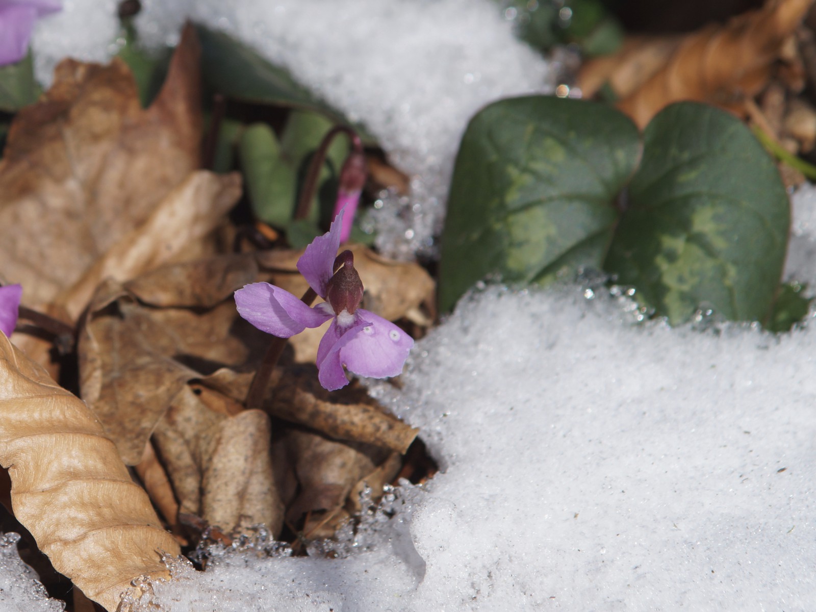 Kleines Alpenveilchen im Schnee Kleines Alpenveilchen im Schnee