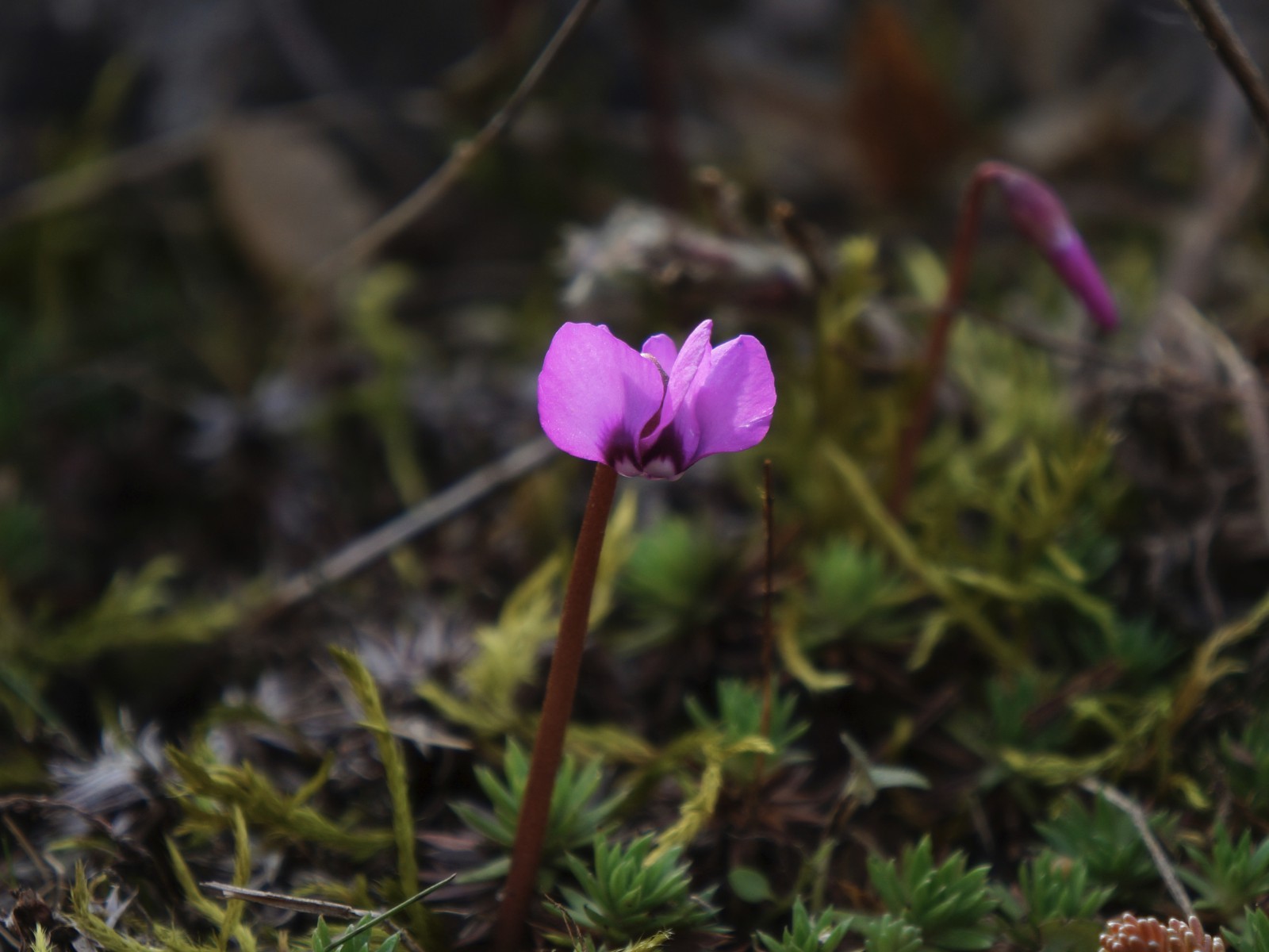 Kleines Alphenveilchen sieht den Frühling Kleines Alphenveilchen sieht den Frühling