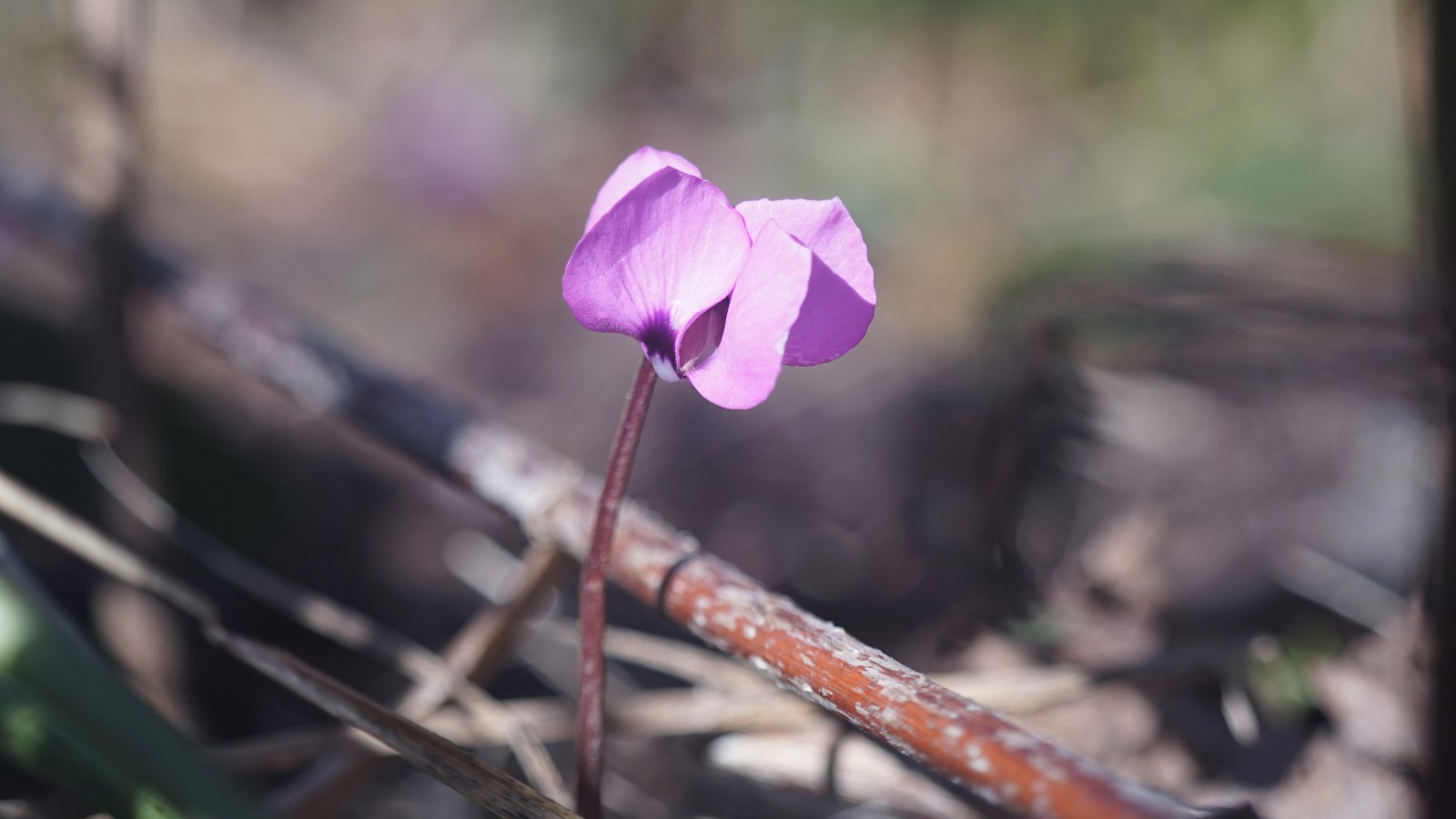 Kleines wildes Alpenveilchen Kleines wildes Alpenveilchen