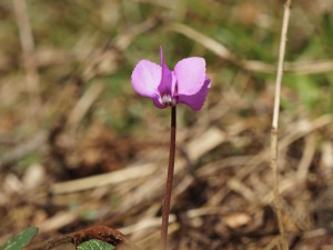 Kleines wildes Alphenveichen Kleines wildes Alphenveichen