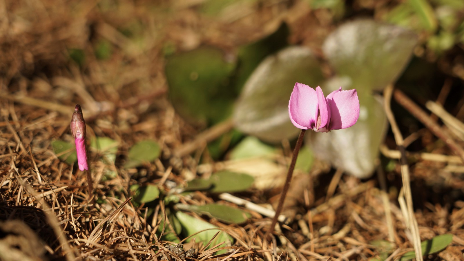 Knospe und Blüte vom Alpenveichen Knospe und Blüte vom Alpenveichen