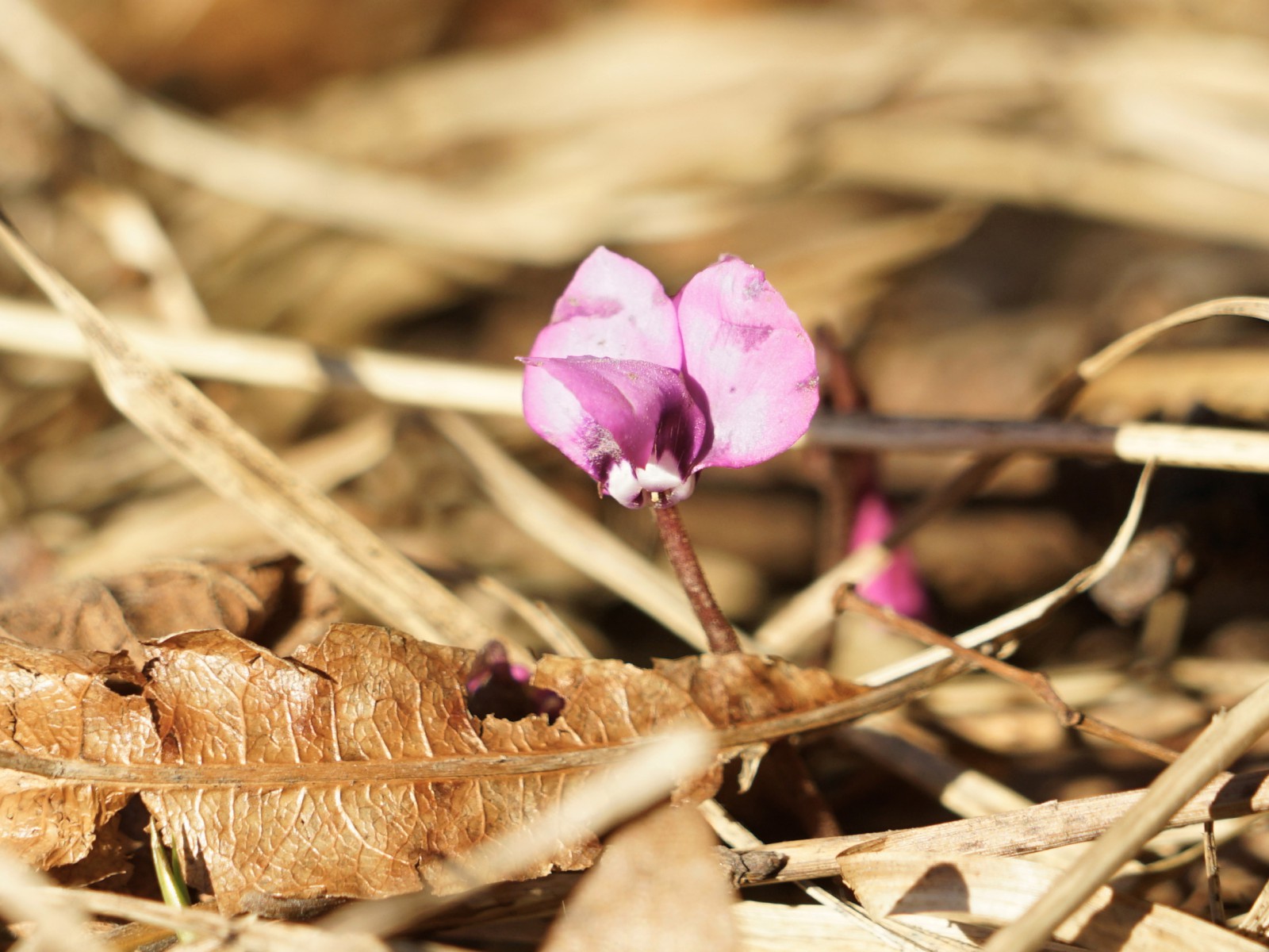 Lustiges Alpenveilchen Lustiges Alpenveilchen