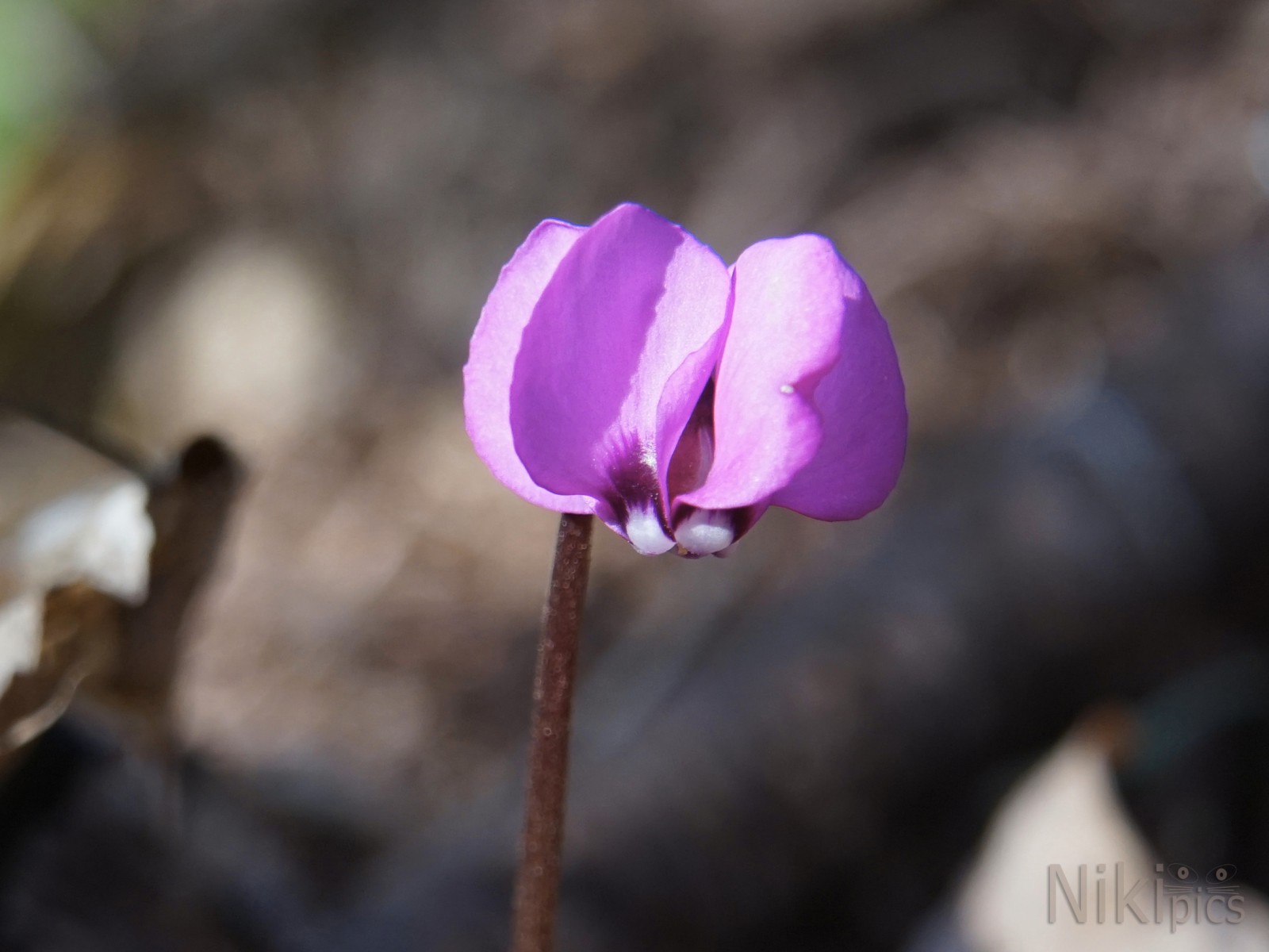 Paula die Skeptische Paula die Skeptische