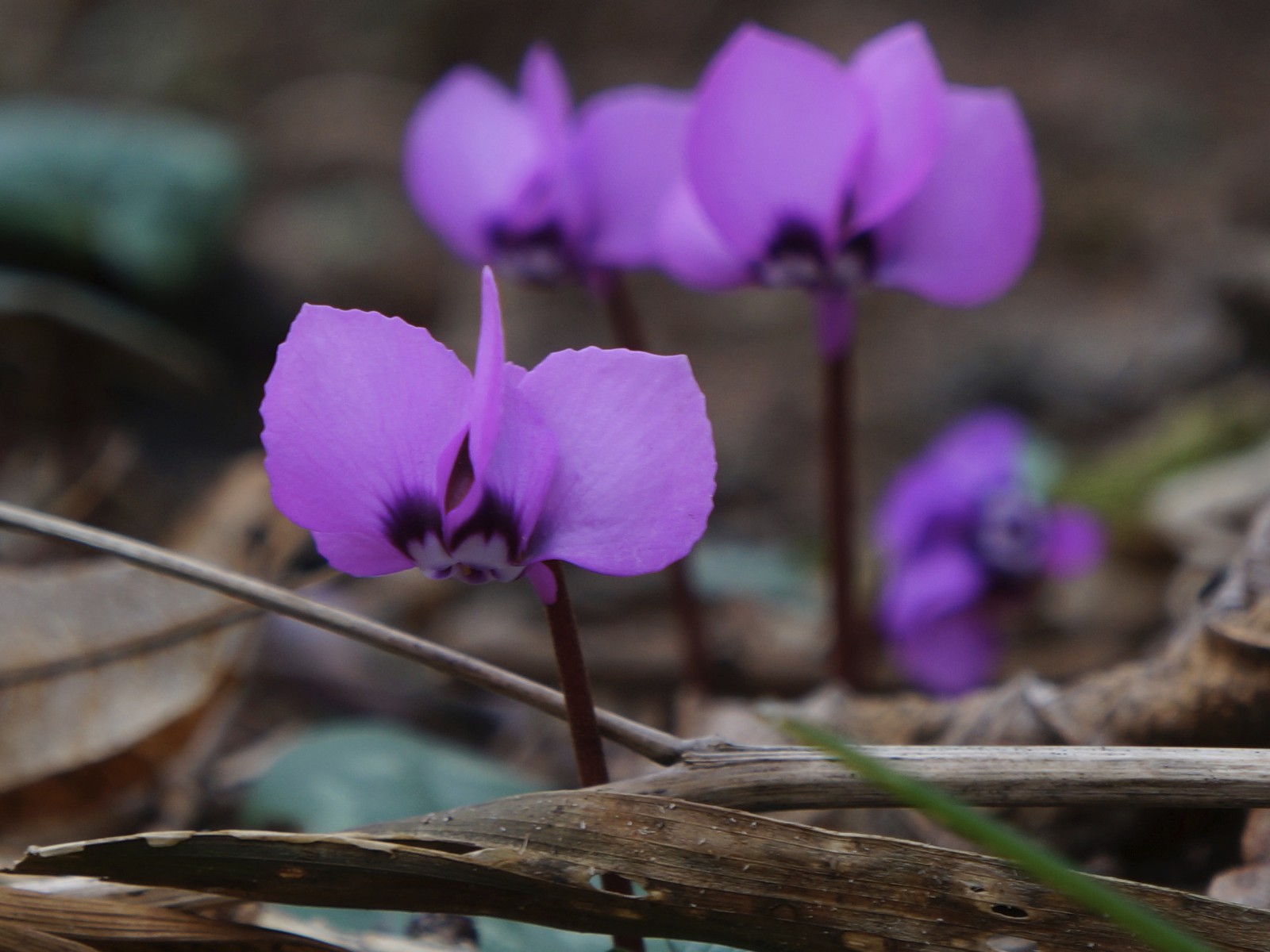 Schaut mal es wird bald Frühling Schaut mal es wird bald Frühling