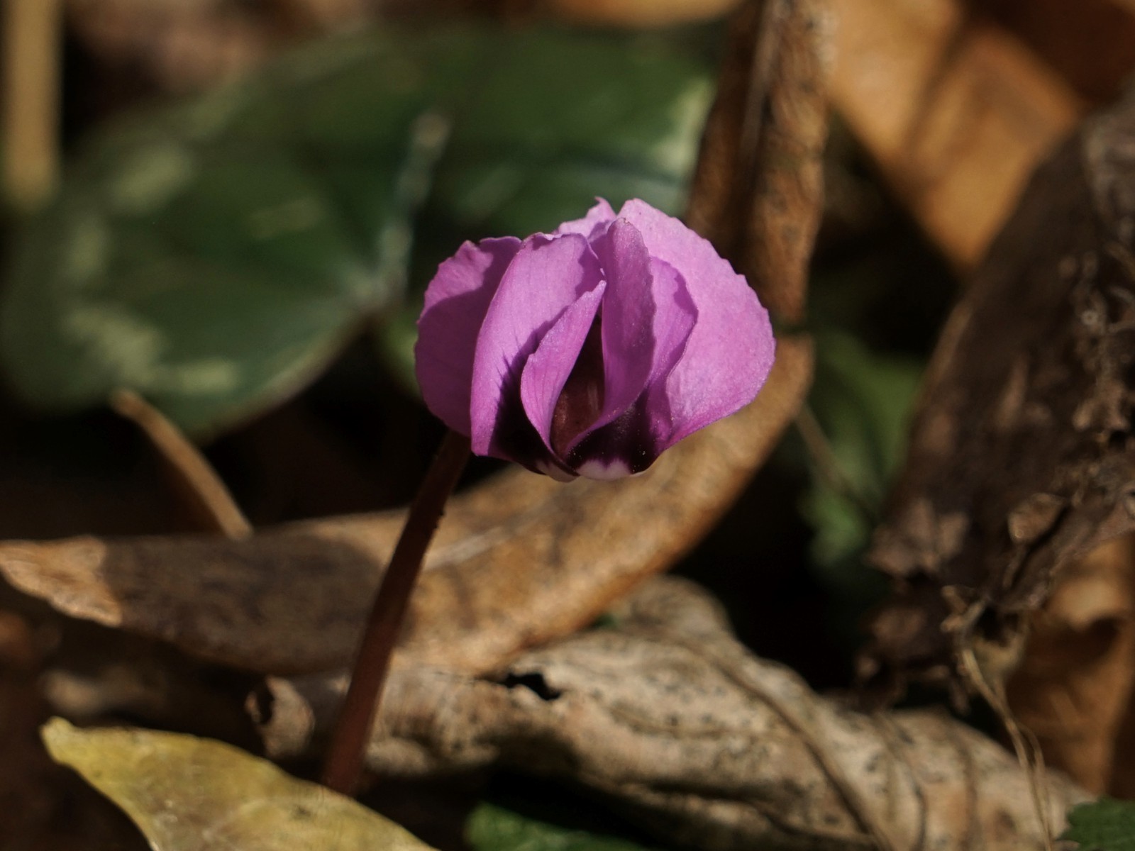 Skeptischer Blick des Alpenveilchens Skeptischer Blick des Alpenveilchens