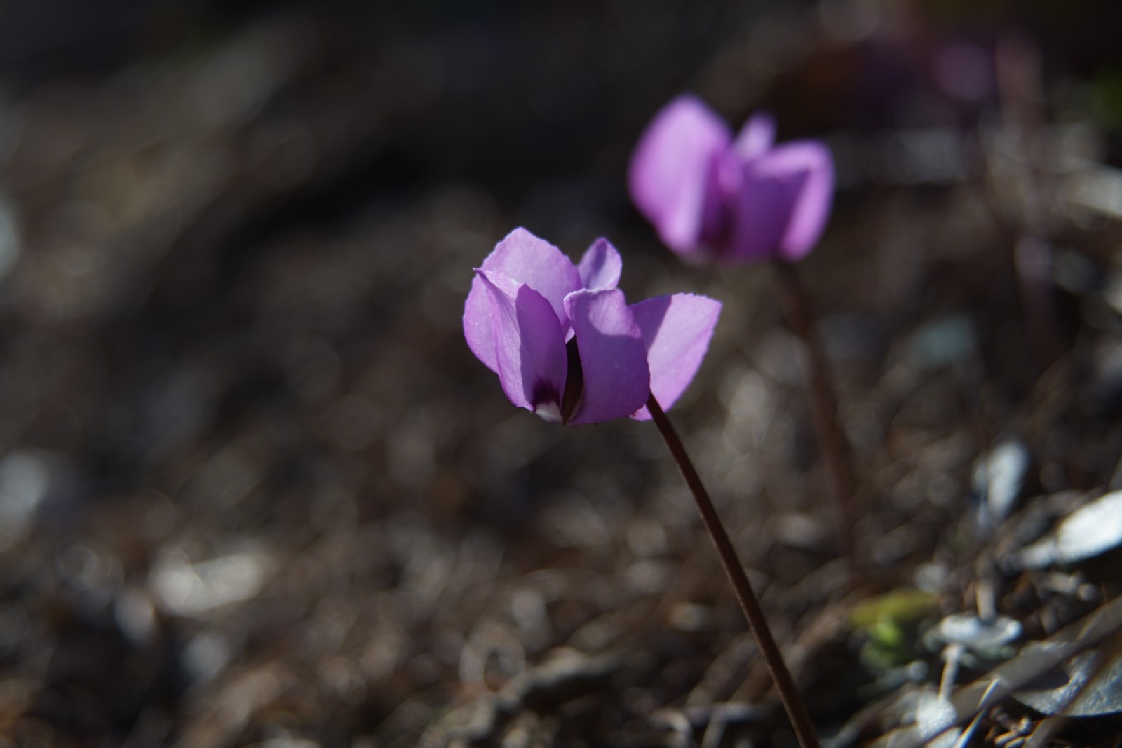 Trauen uns schon mal raus Trauen uns schon mal raus