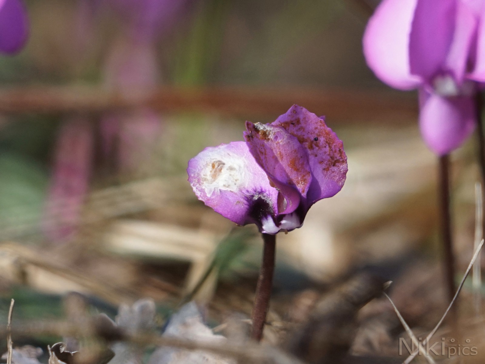 Ulla die schmudelige  Ulla die schmudelige