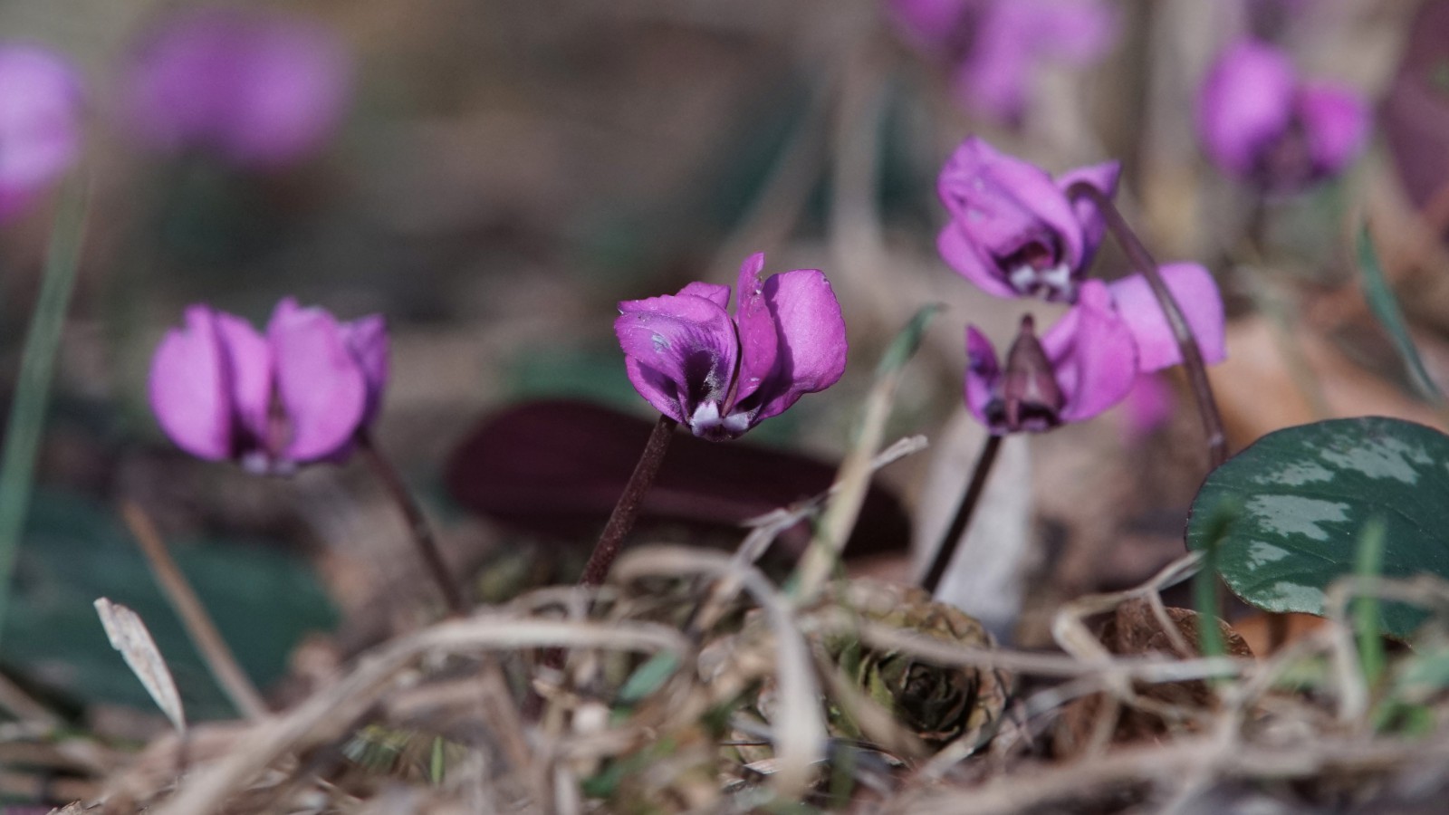 Wie ein kleiner Gnom Wie ein kleiner Gnom