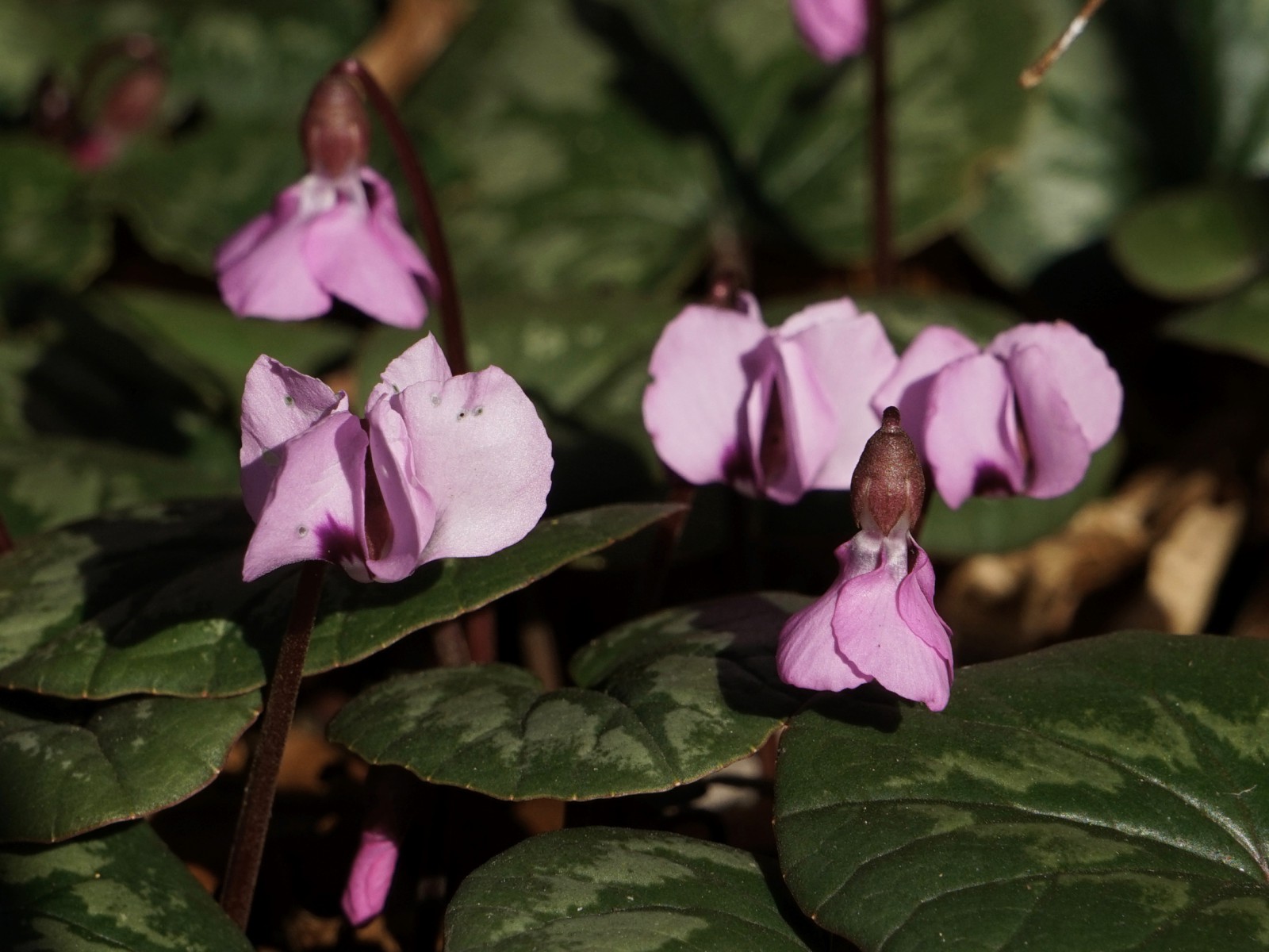 Wilde Alpenveilchen Wilde Alpenveilchen