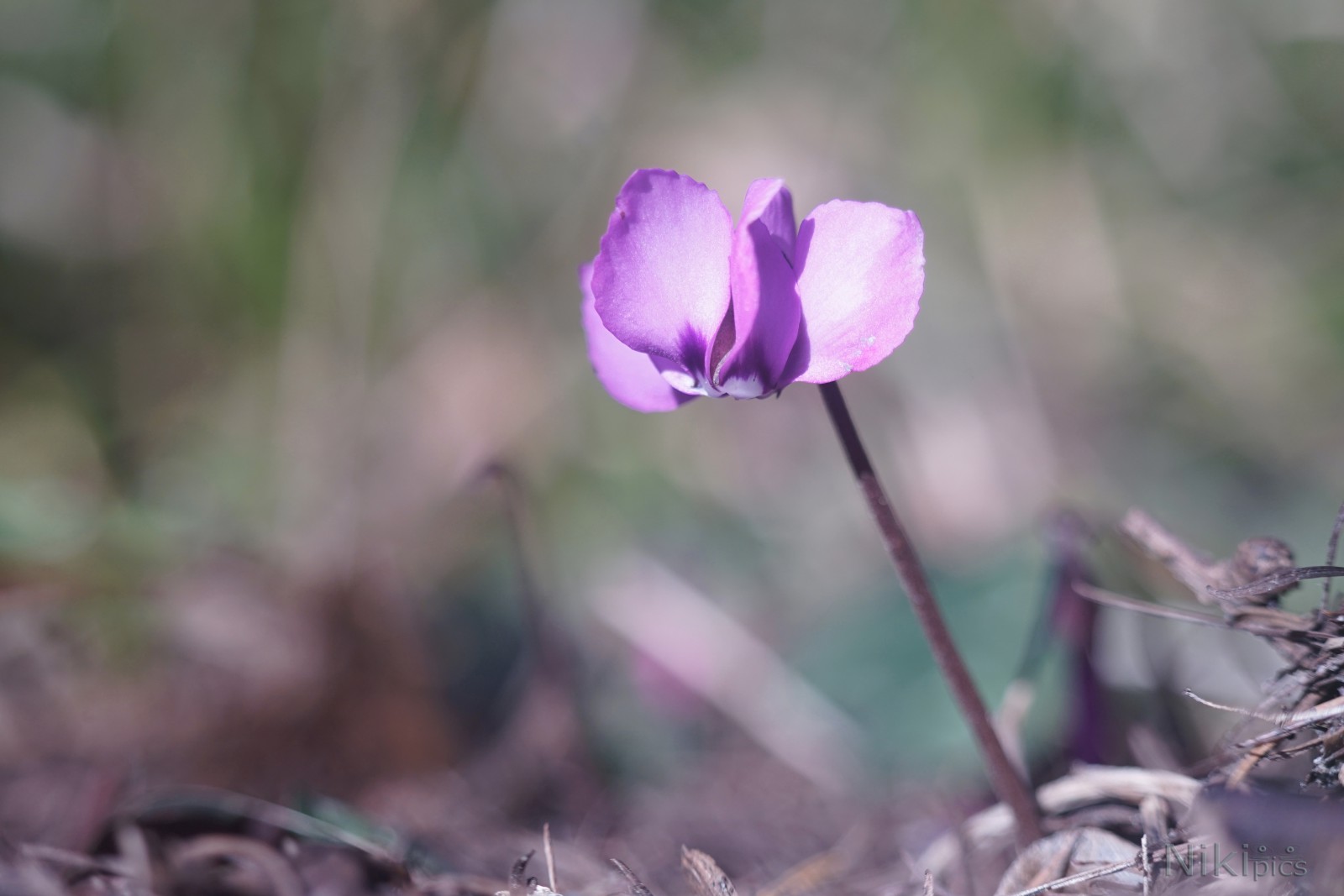 Wildes Alpenveichen in der Frühlingssonne  Wildes Alpenveichen in der Frühlingssonne