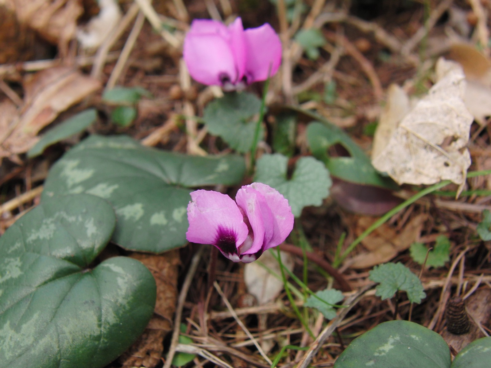 Wildes Alpenveilchen 1 Wildes Alpenveilchen 1