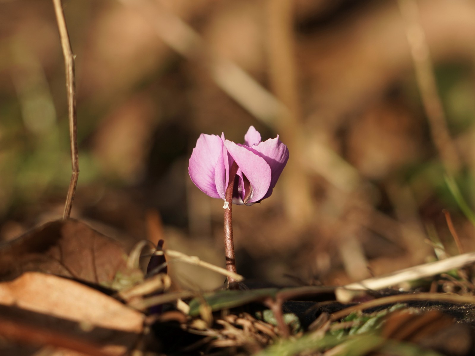 Wildes Alpenveilchen Wildes Alpenveilchen