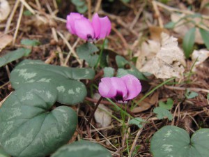 Wildes Alpenveilchen 2 Wildes Alpenveilchen 2