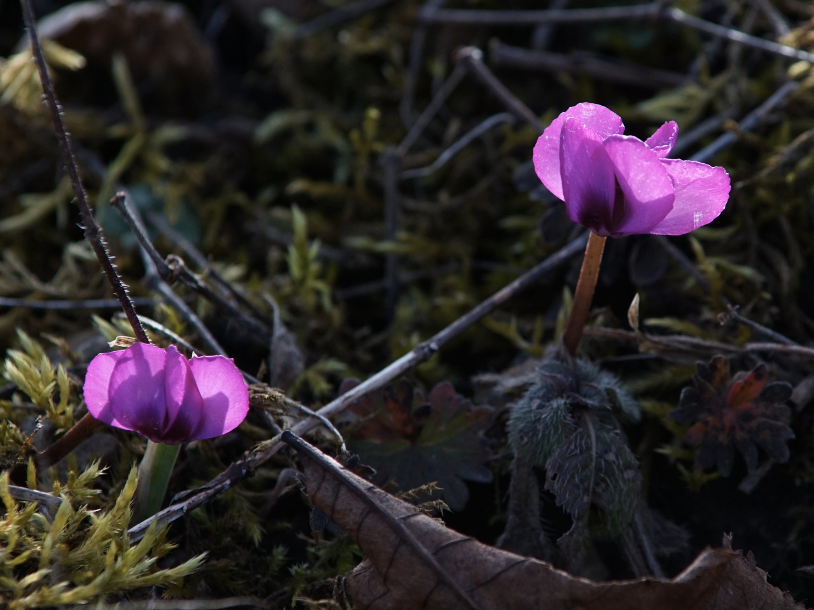 Zwei kleine Alphenveilchen Zwei kleine Alphenveilchen