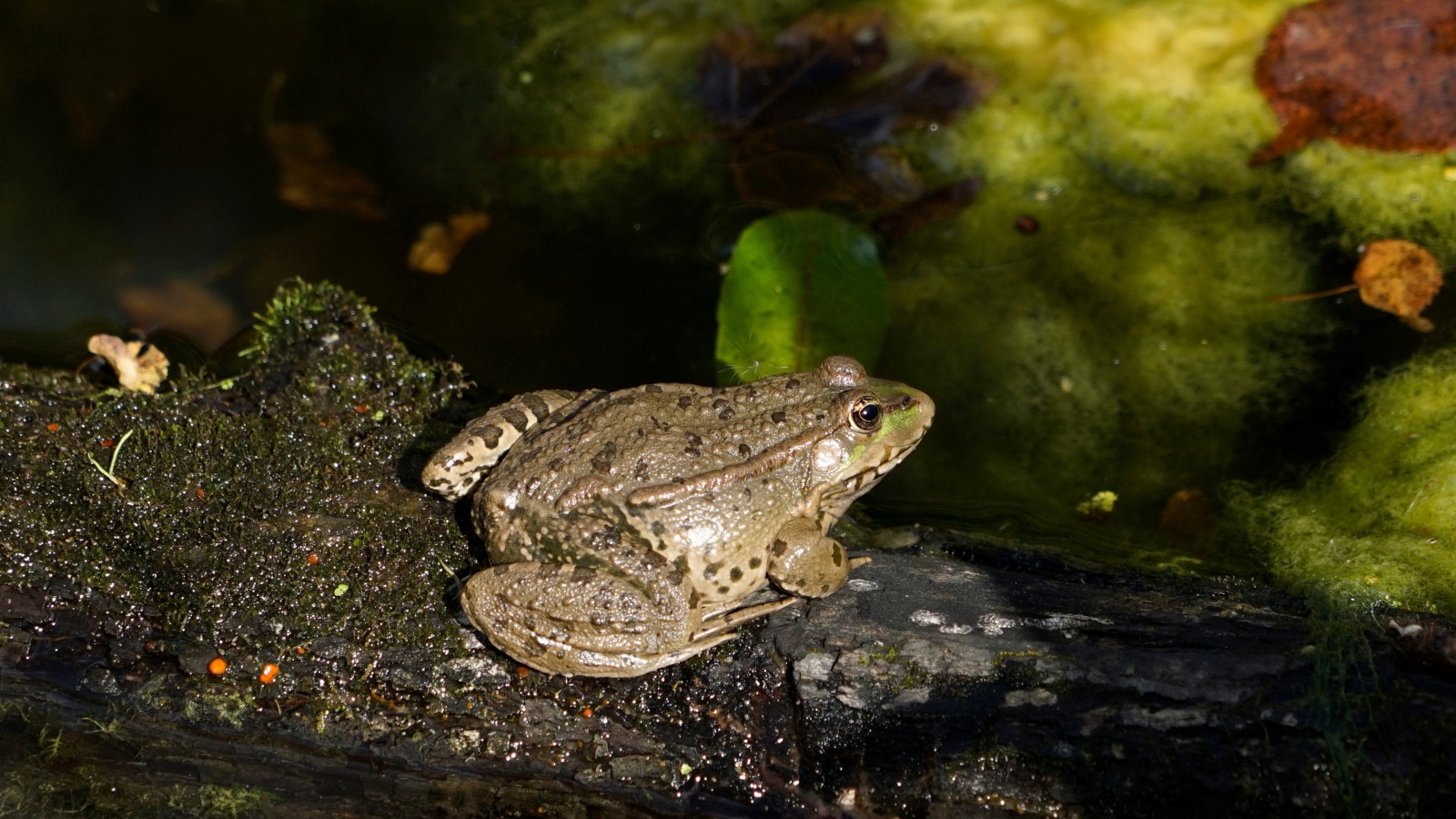 Ab in Teich Ab in Teich