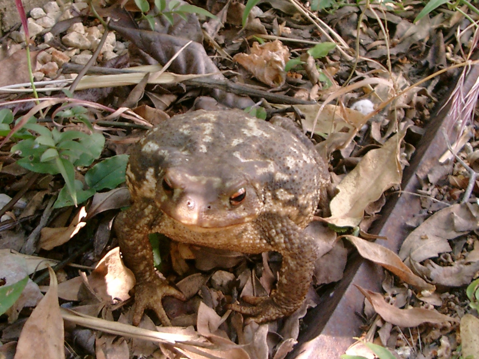 Braune Kröte  Braune Kröte