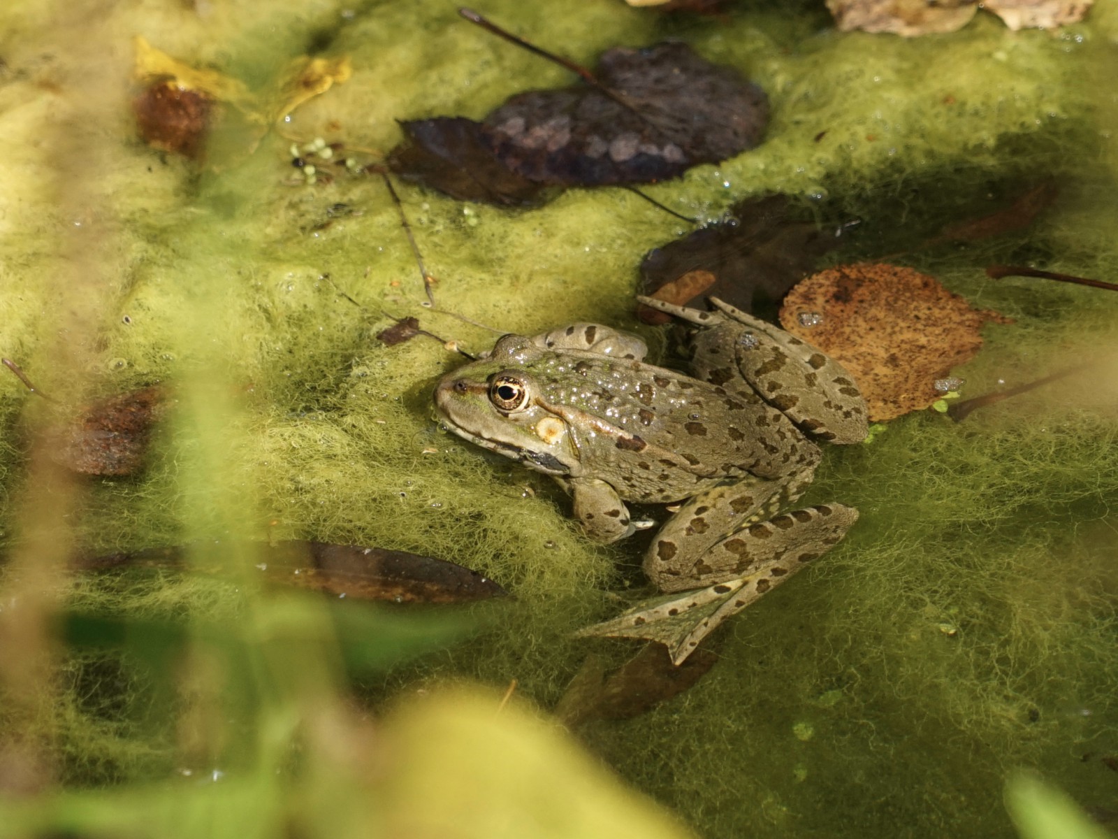 Der Sommer bleibt weitterhin nass Der Sommer bleibt weitterhin nass