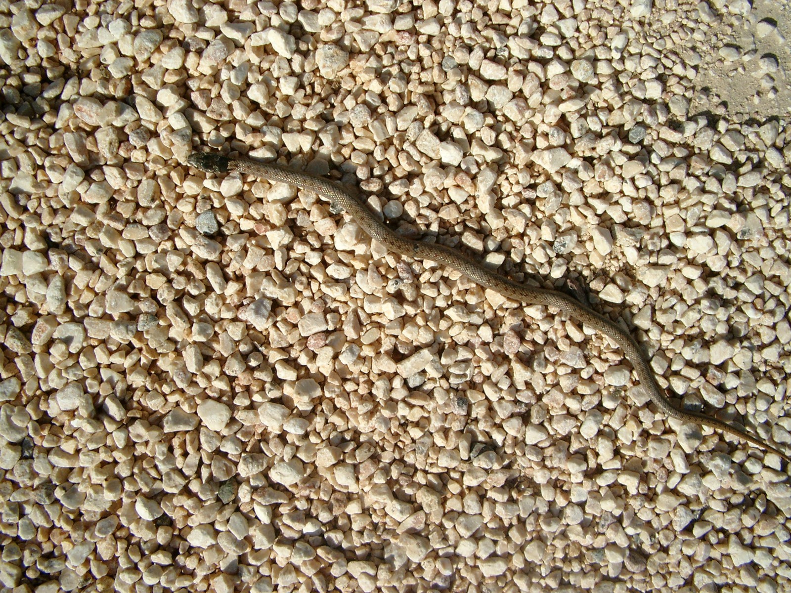 Kleine Natter im Kies  Kleine Natter im Kies