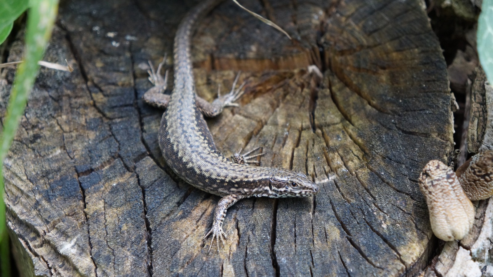 Waldeidechse 1001 Waldeidechse 1001