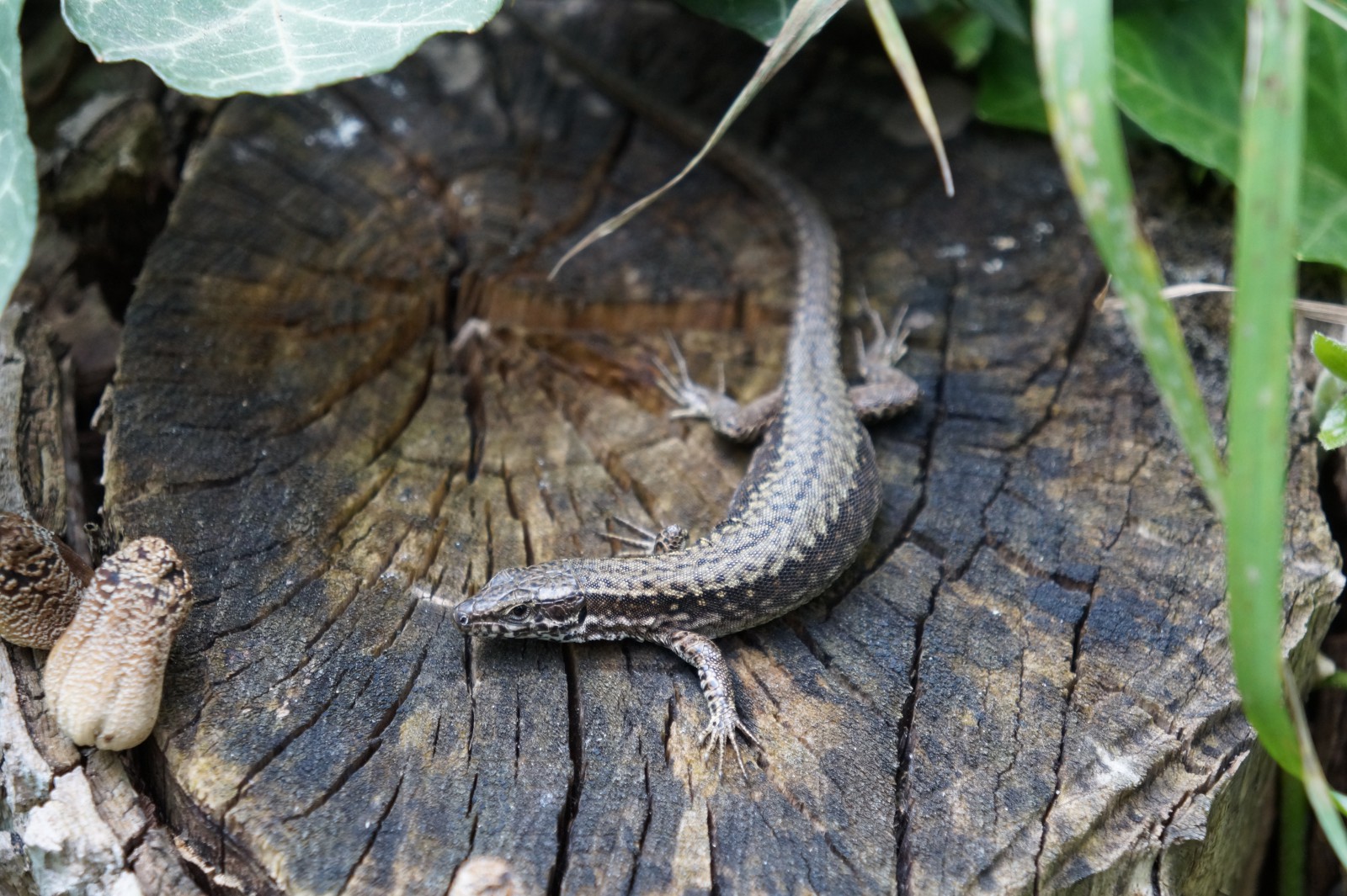 Waldeidechse auf Baumstumpf Waldeidechse auf Baumstumpf