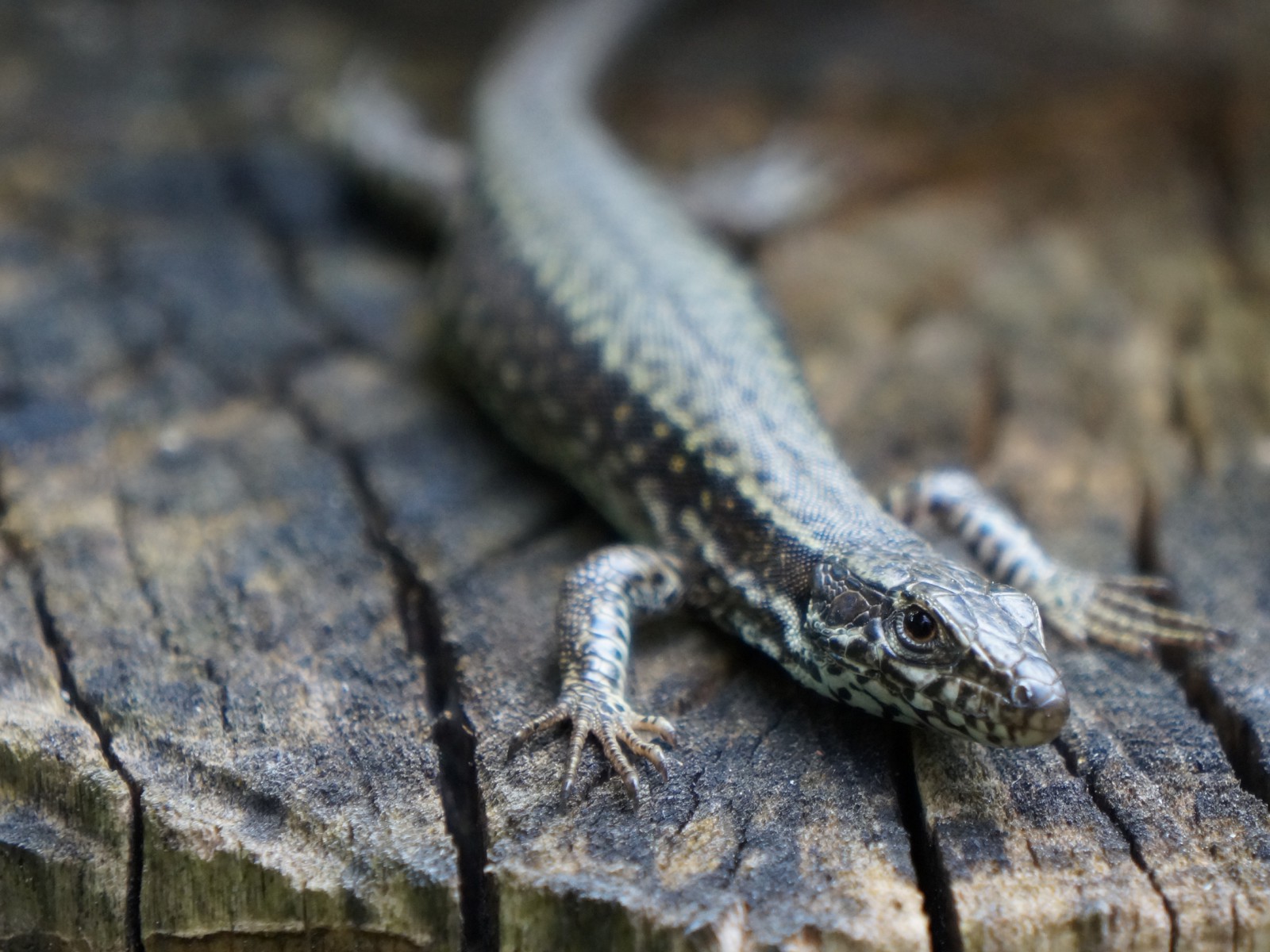 Waldeidechsen-Portrait Waldeidechsen-Portrait