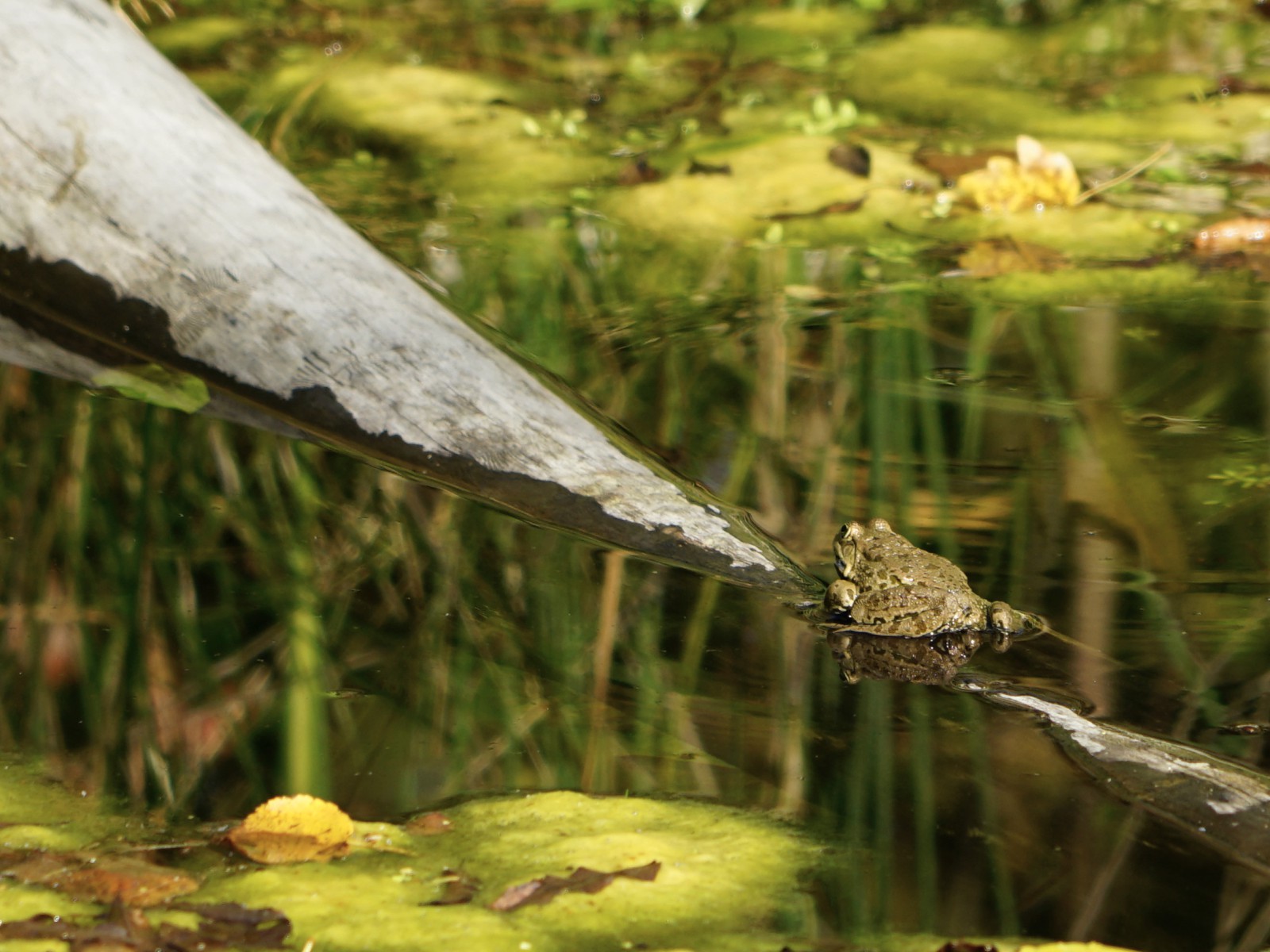 Wenn ich hoch hupf bleibts Wetter schön  Wenn ich hoch hupf bleibts Wetter schön