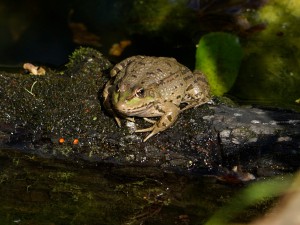 Zufriedener Seefrosch Zufriedener Seefrosch