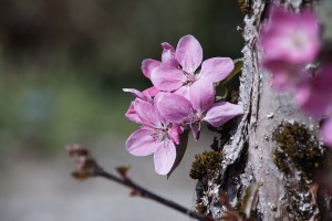 Ameisen auf roter Apfelblüte Ameisen auf roter Apfelblüte